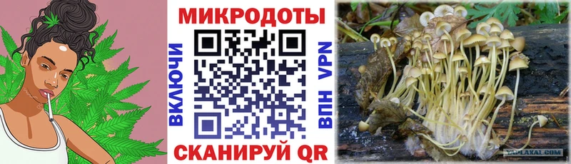 Псилоцибиновые грибы Psilocybine cubensis  Полысаево 